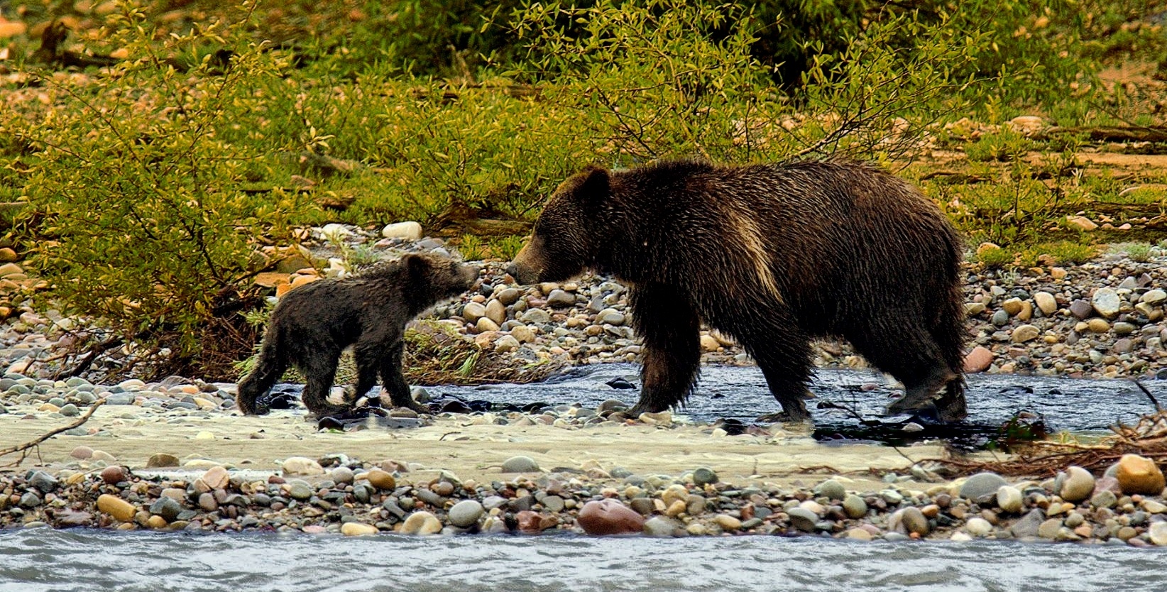 bears